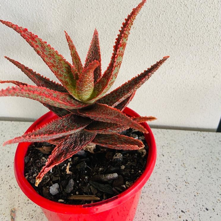 Aloe Hybrid Juno 130mm