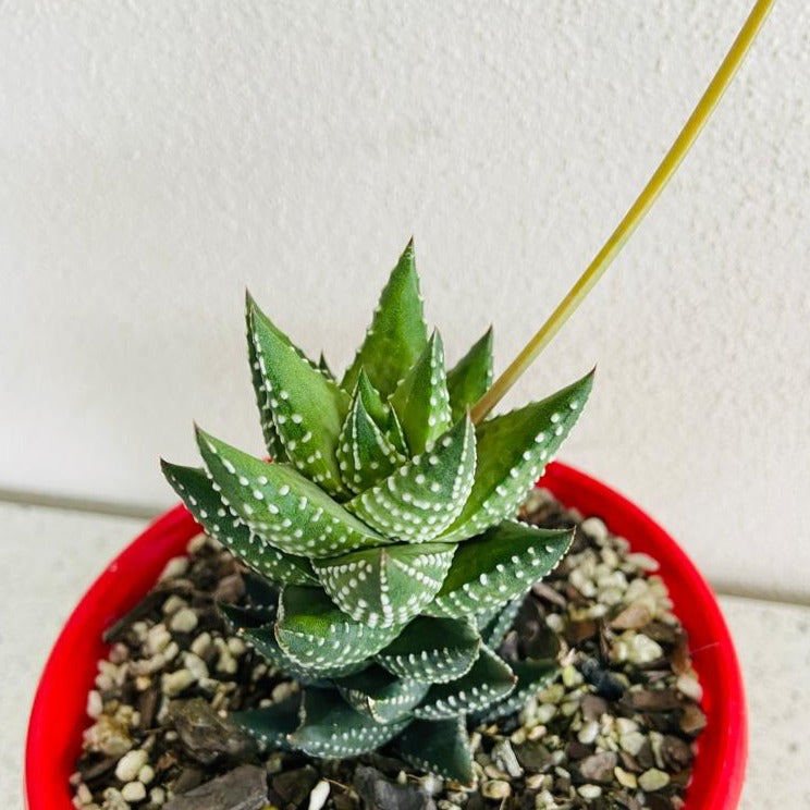 Haworthia Coarctata