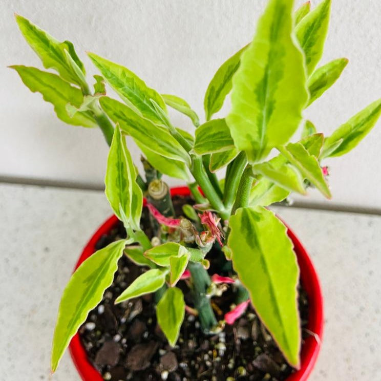 Euphorbia Tithymaloides