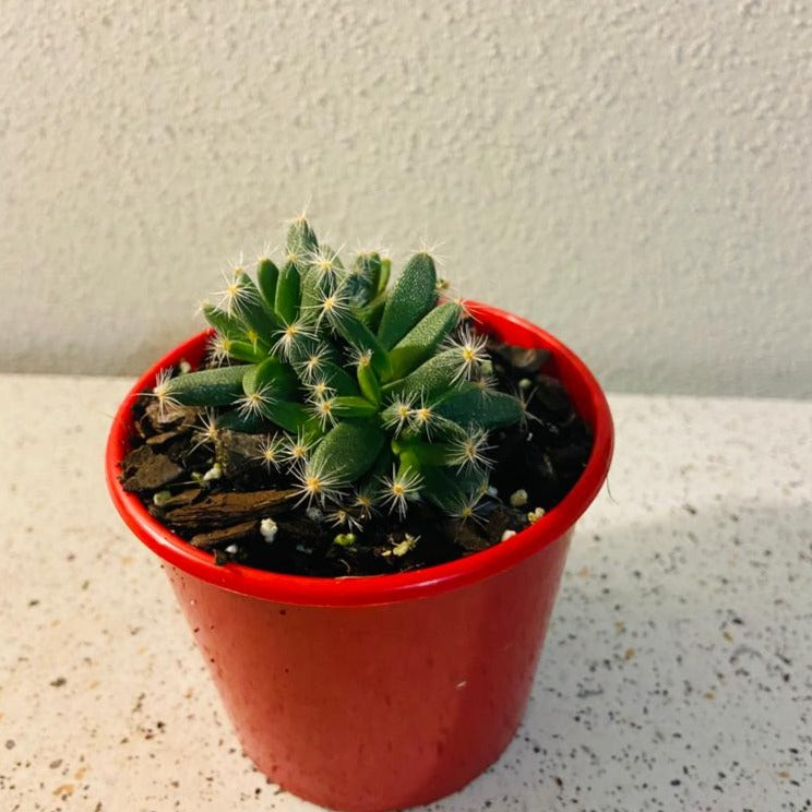 Tricodiadema Densum 80mm