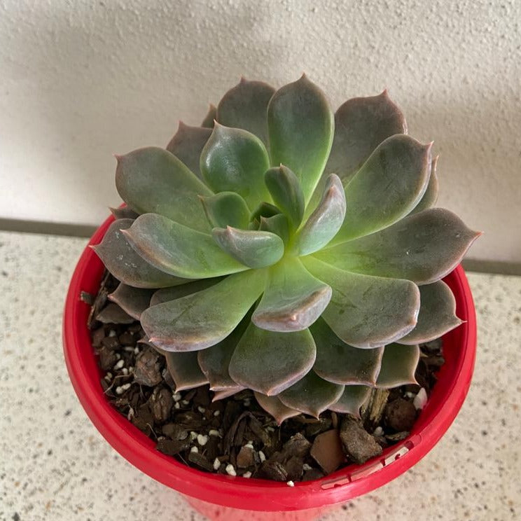 Echeveria Virgo