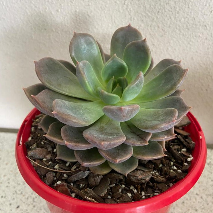Echeveria Virgo