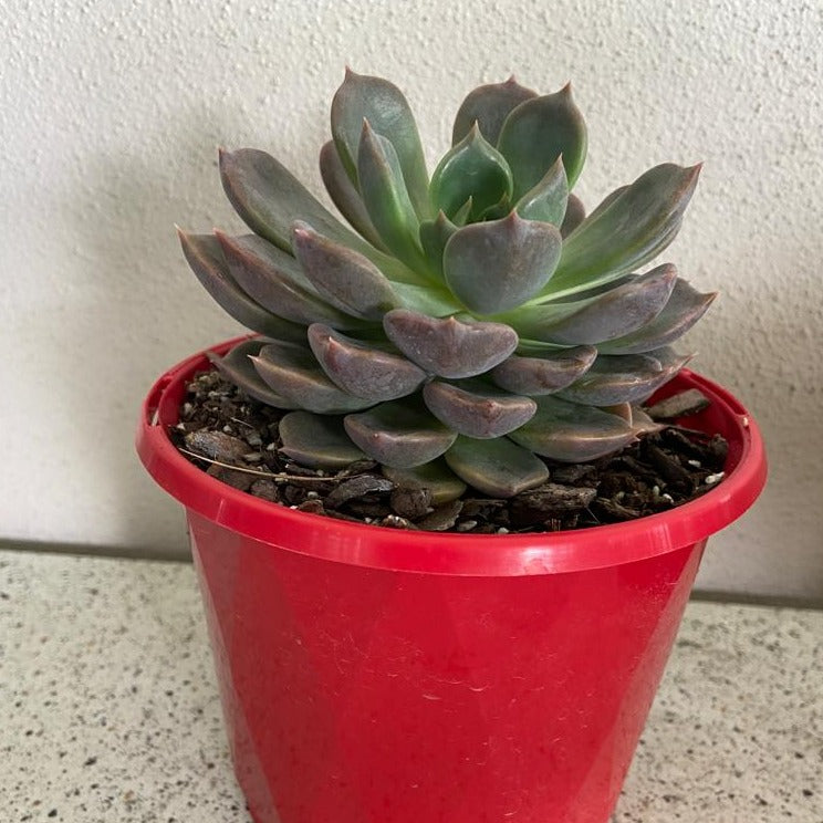 Echeveria Virgo
