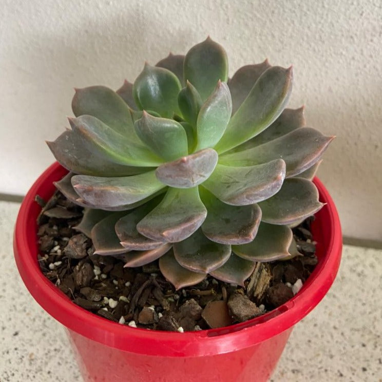 Echeveria Virgo