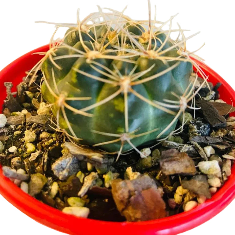 Cacti - Gymnocalycium Netrelianum | Compact Cactus Succulents World