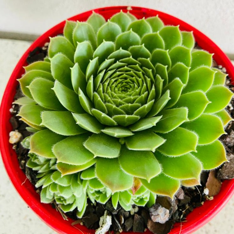 is sempervivum a succulent Sempervivum – Succulents World