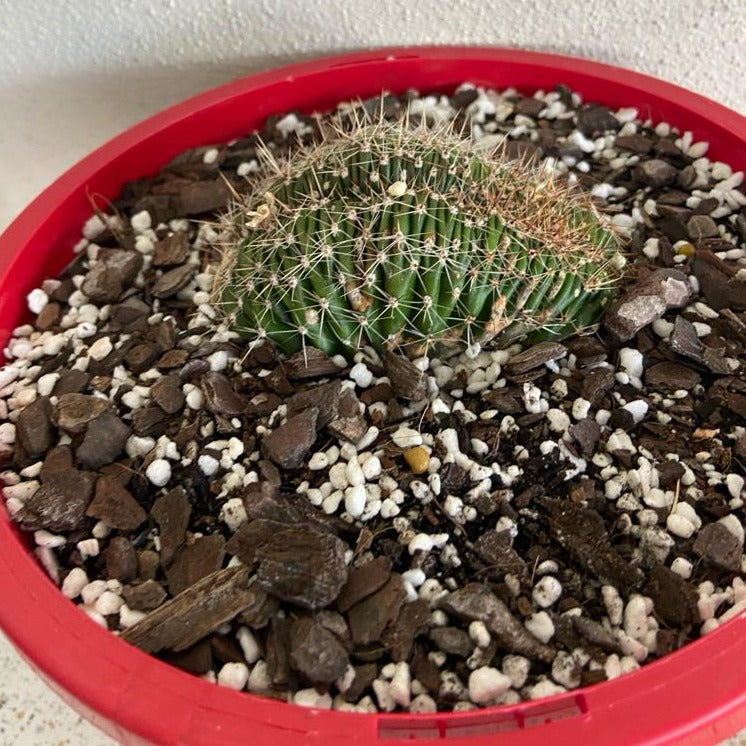 Echinopsis Crested