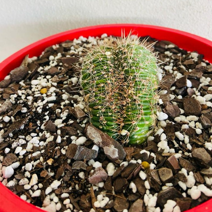 Echinopsis Crested