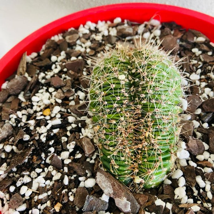Echinopsis Crested