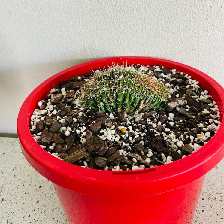 Echinopsis Crested