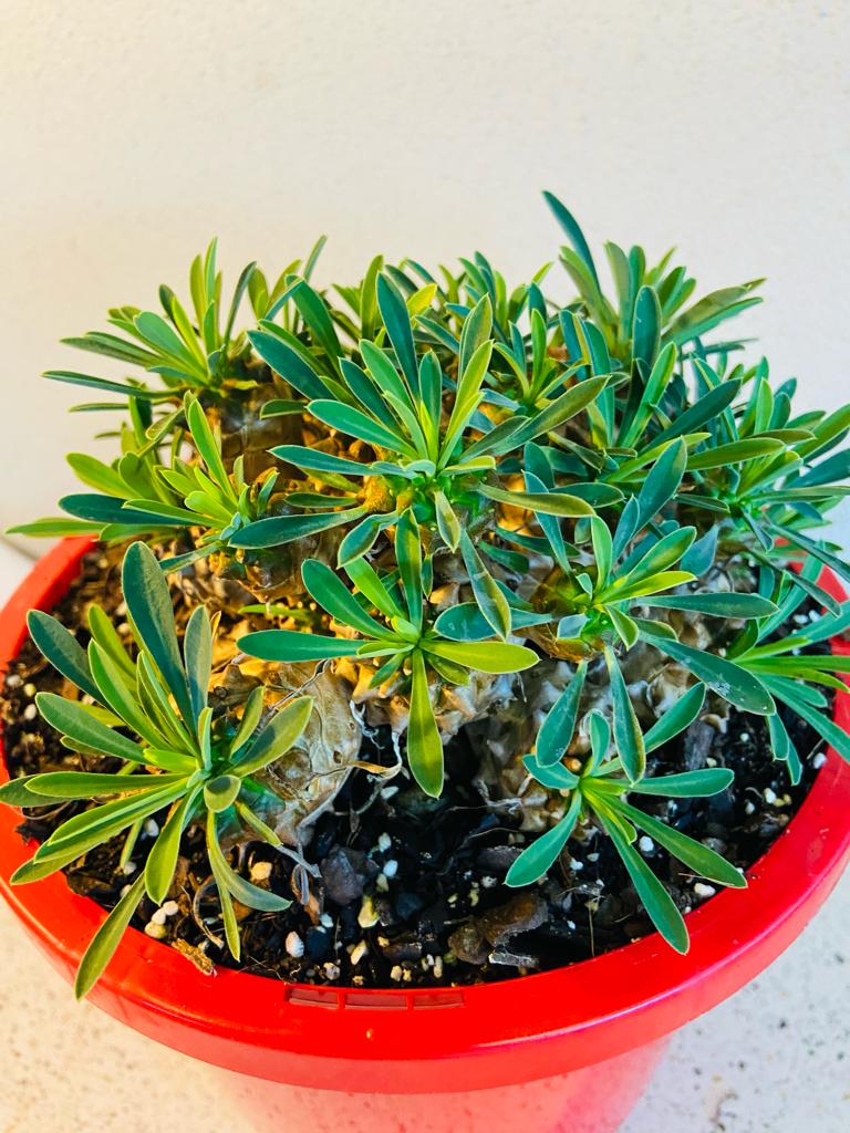 Euphorbia Bupleurifolia X Susannae #78