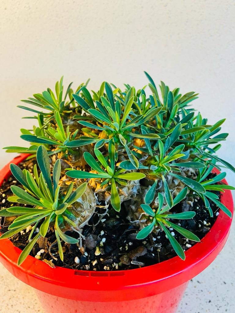 Euphorbia Bupleurifolia X Susannae #78