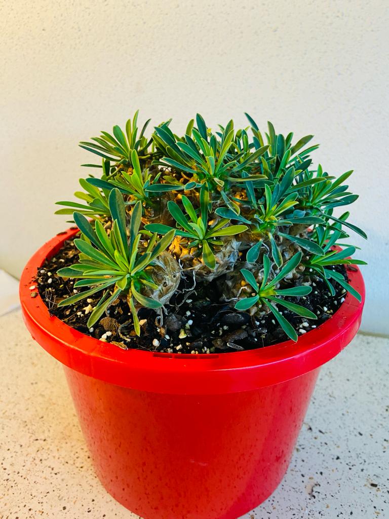 Euphorbia Bupleurifolia X Susannae #78
