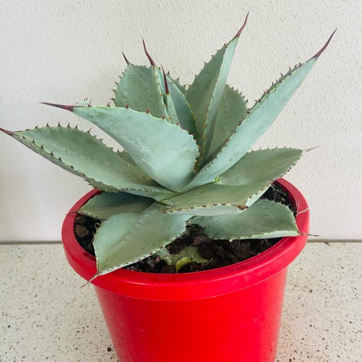 Agave Dragon Toes - 210mm Pot Size Plant