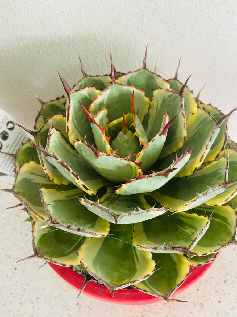 Agave Kissho Kan Variegated 210mm Pot Size Plant