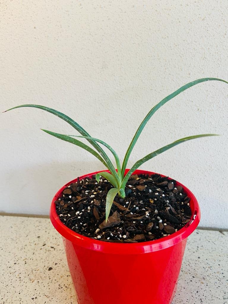 Yucca Rostrata