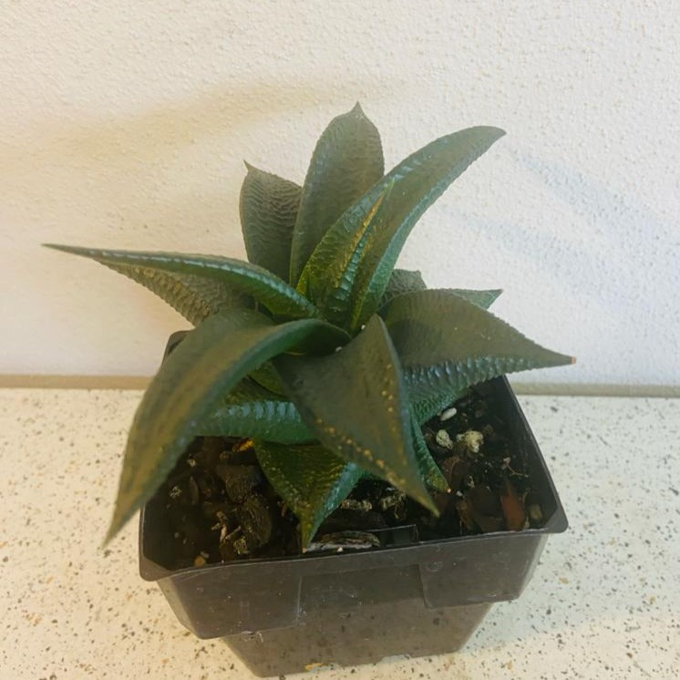 Haworthia Limifolia