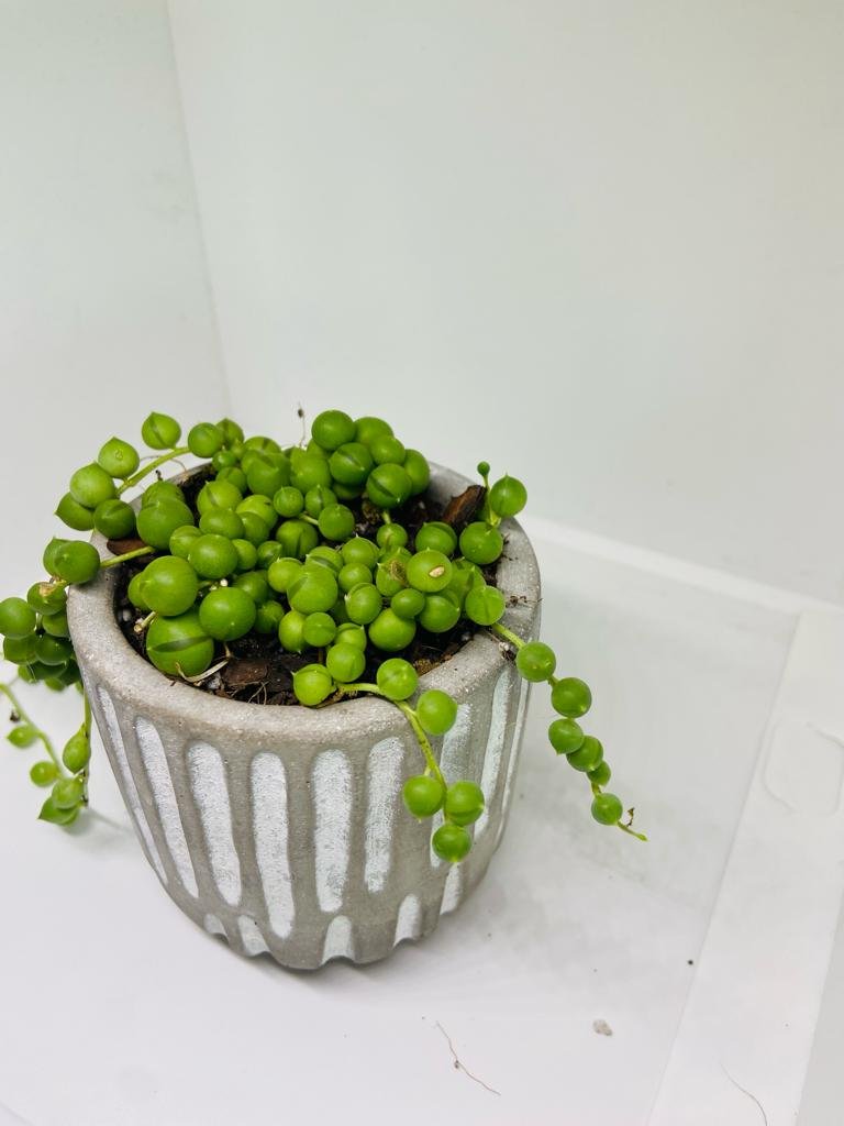 Senecio - String of Pearls - A Unique and Captivating