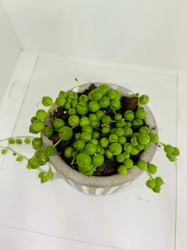 Senecio - String of Pearls - A Unique and Captivating