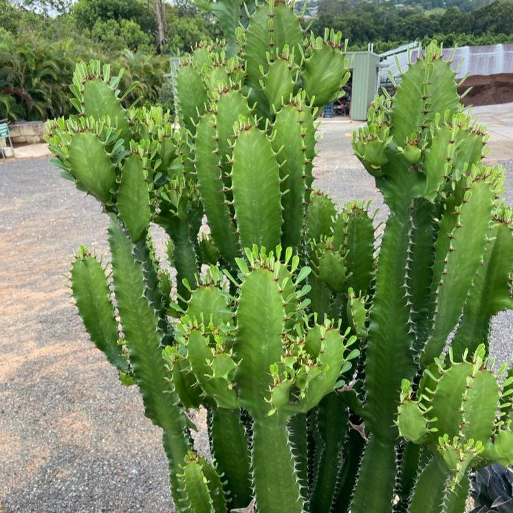 Euphorbia Cowboy African Milk Tree in 190mm pot, showing full height and distinctive blue-green stems grown in Brisbane nursery