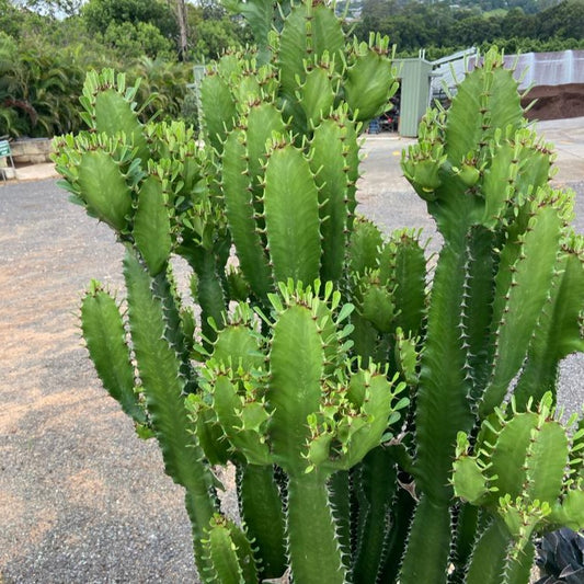 Euphorbia Cowboy African Milk Tree in 190mm pot, showing full height and distinctive blue-green stems grown in Brisbane nursery