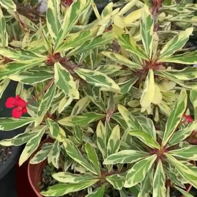 Euphorbia Variegated