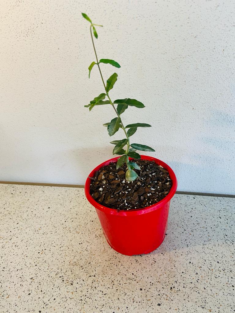 Fockea Edulis