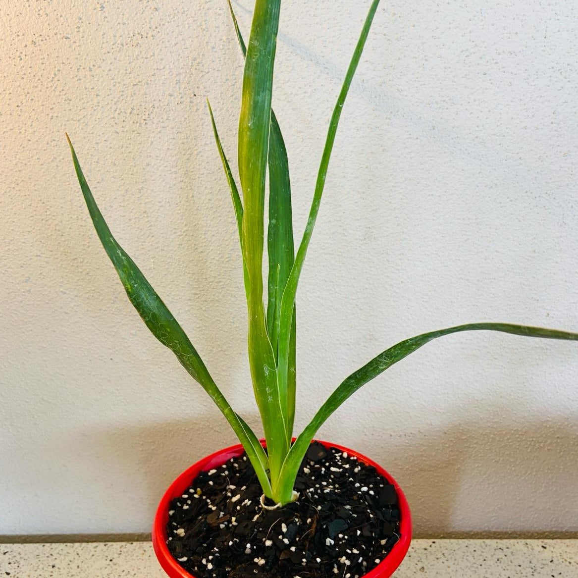 Diacaena Dragon Tree