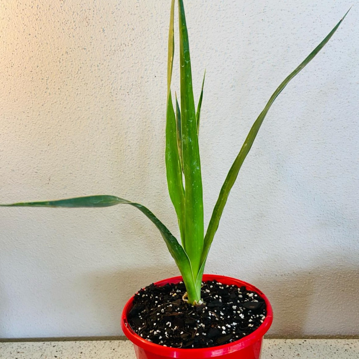 Diacaena Dragon Tree