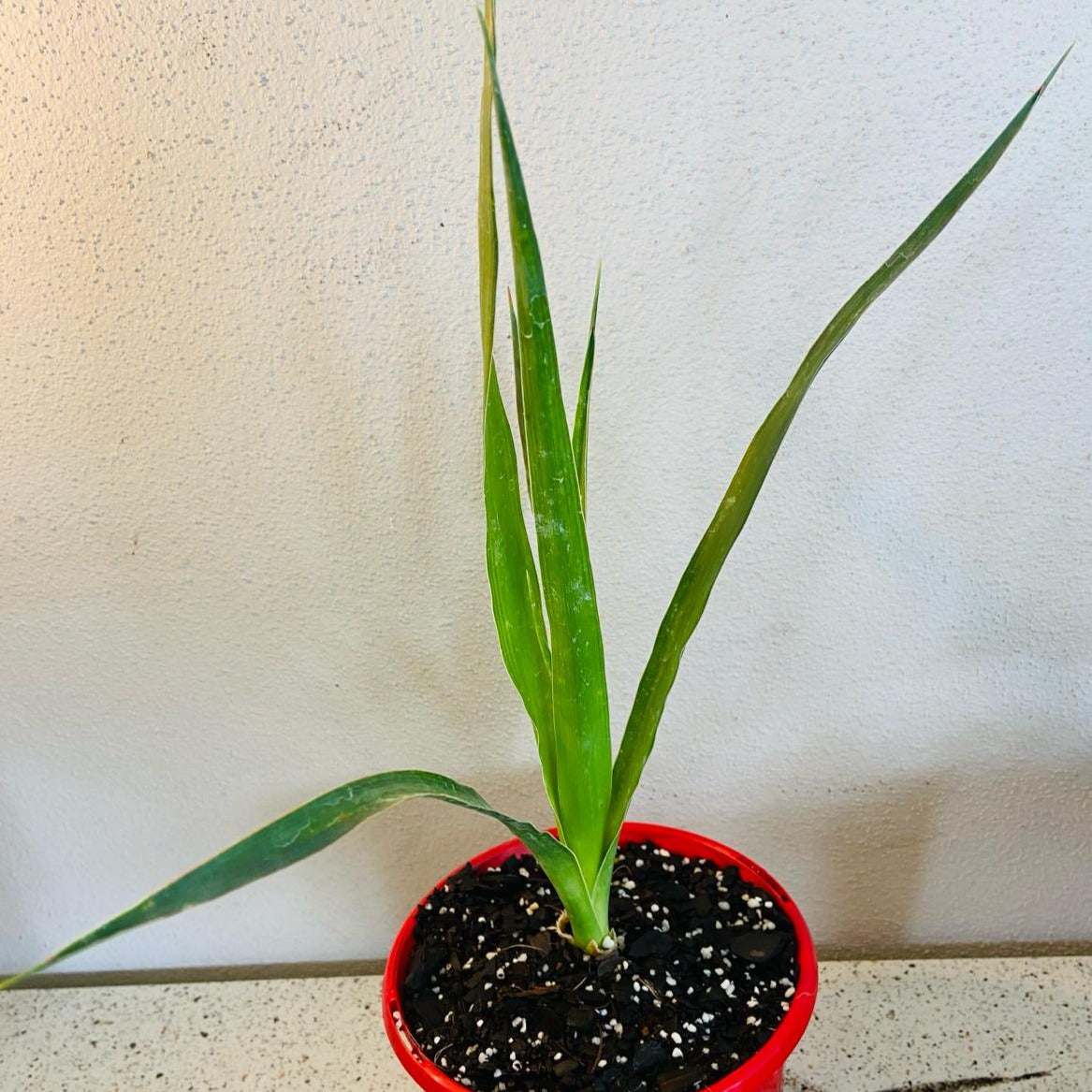 Diacaena Dragon Tree