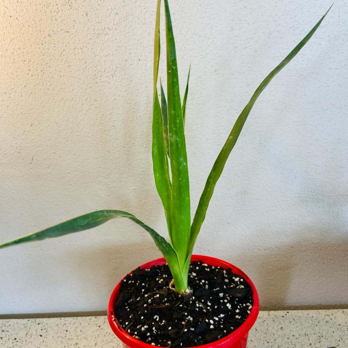 Diacaena Dragon Tree