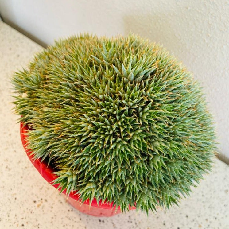 Deuterocohnia
