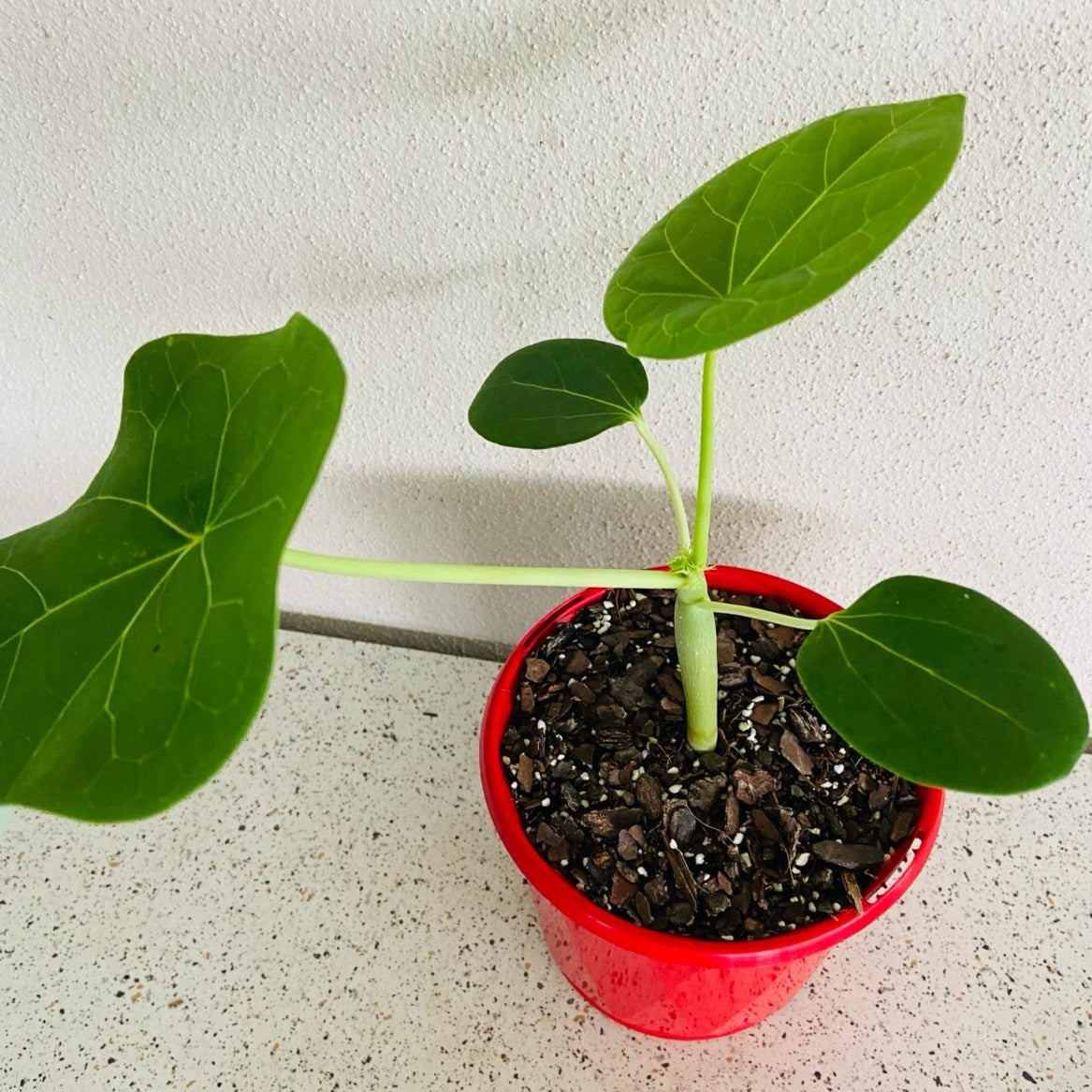 Jatropha Podagrica Yellow 'Buddha's Belly plant' 130mm