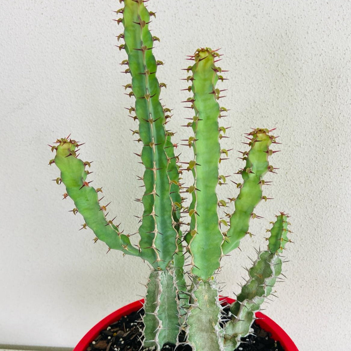 Euphorbia Coerulescens