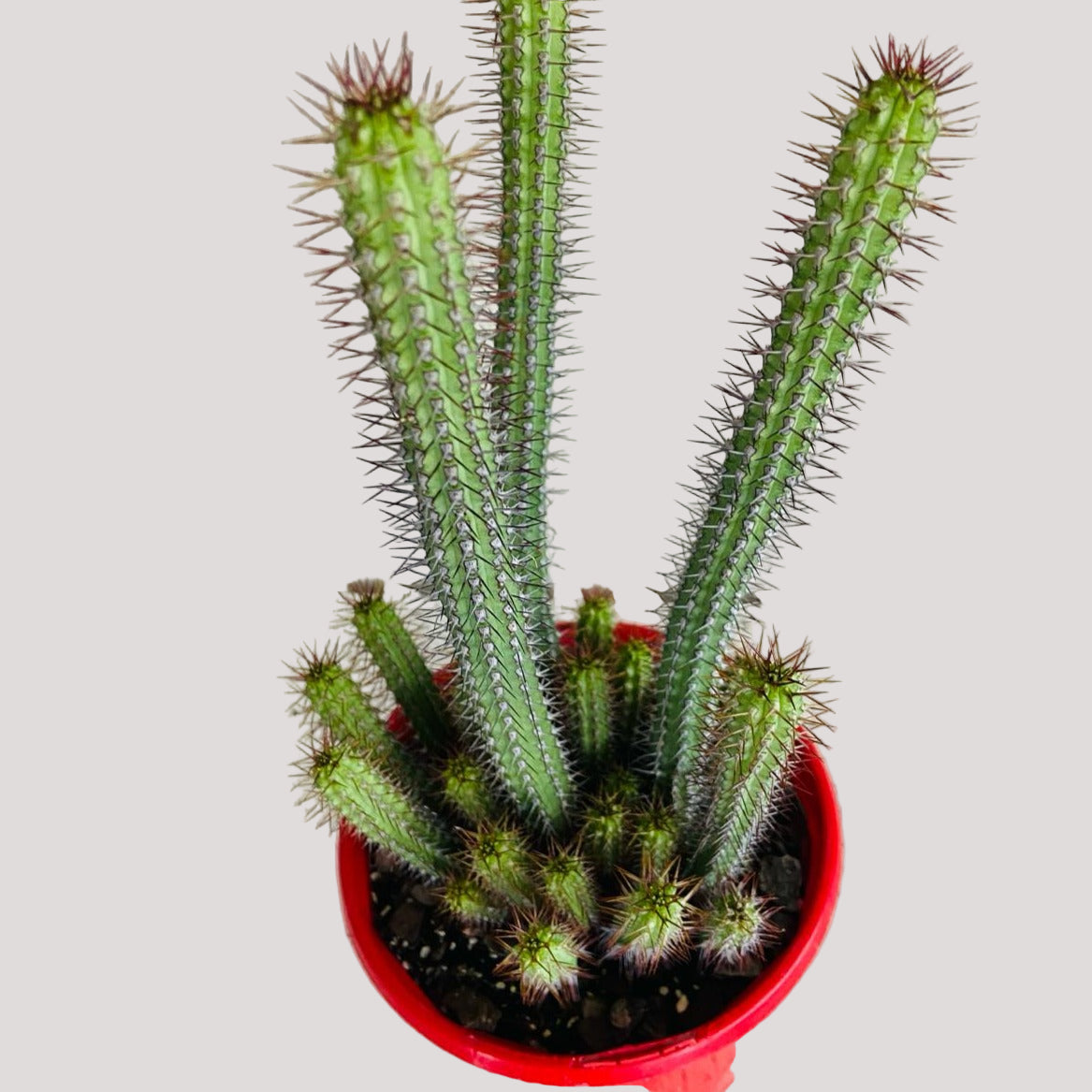 Euphorbia Baioensis