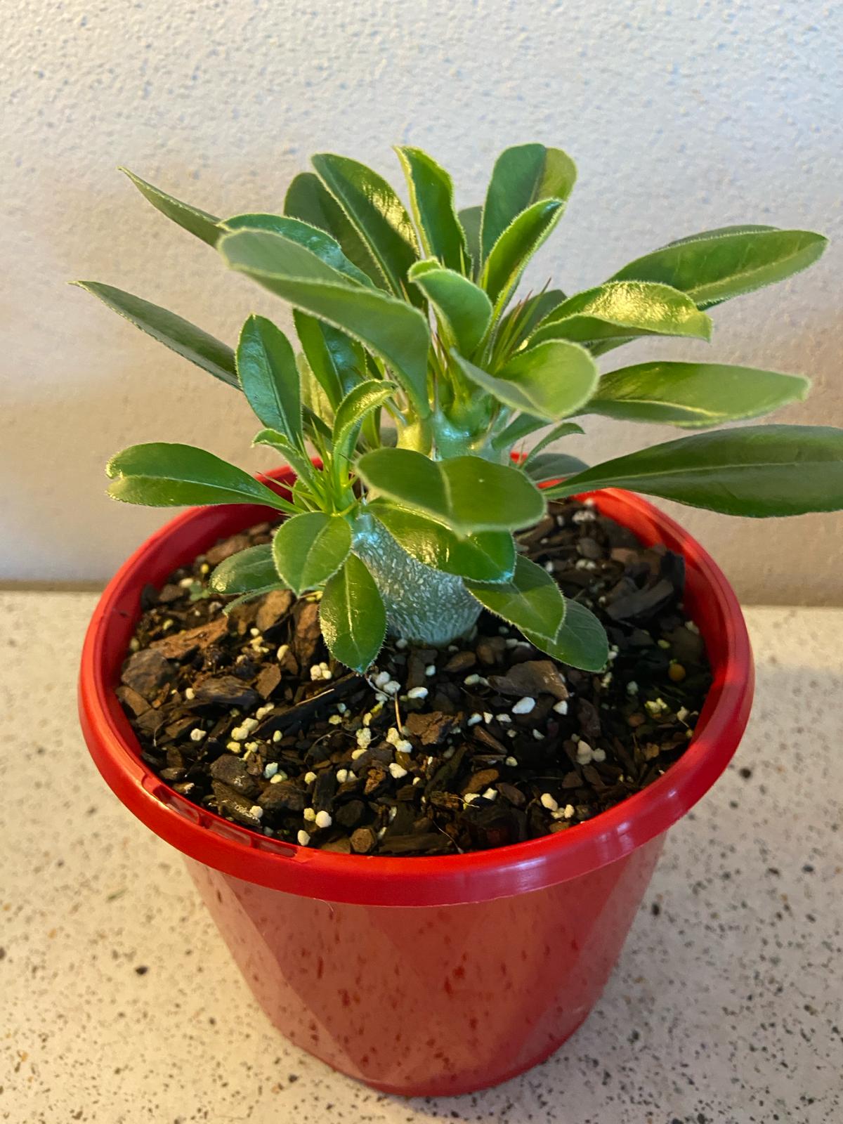 Pachypodium Saundersii 130mm