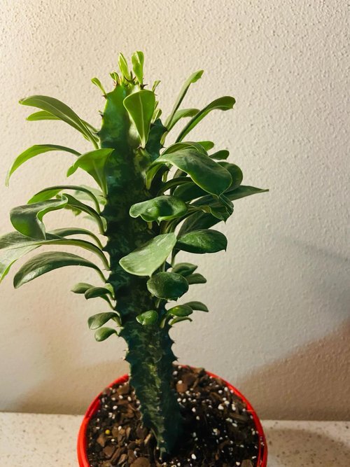 Euphorbia Ingens #67