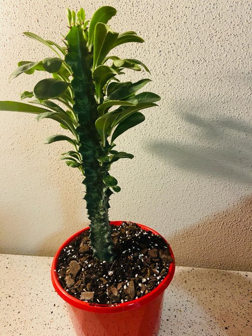 Euphorbia Ingens #67