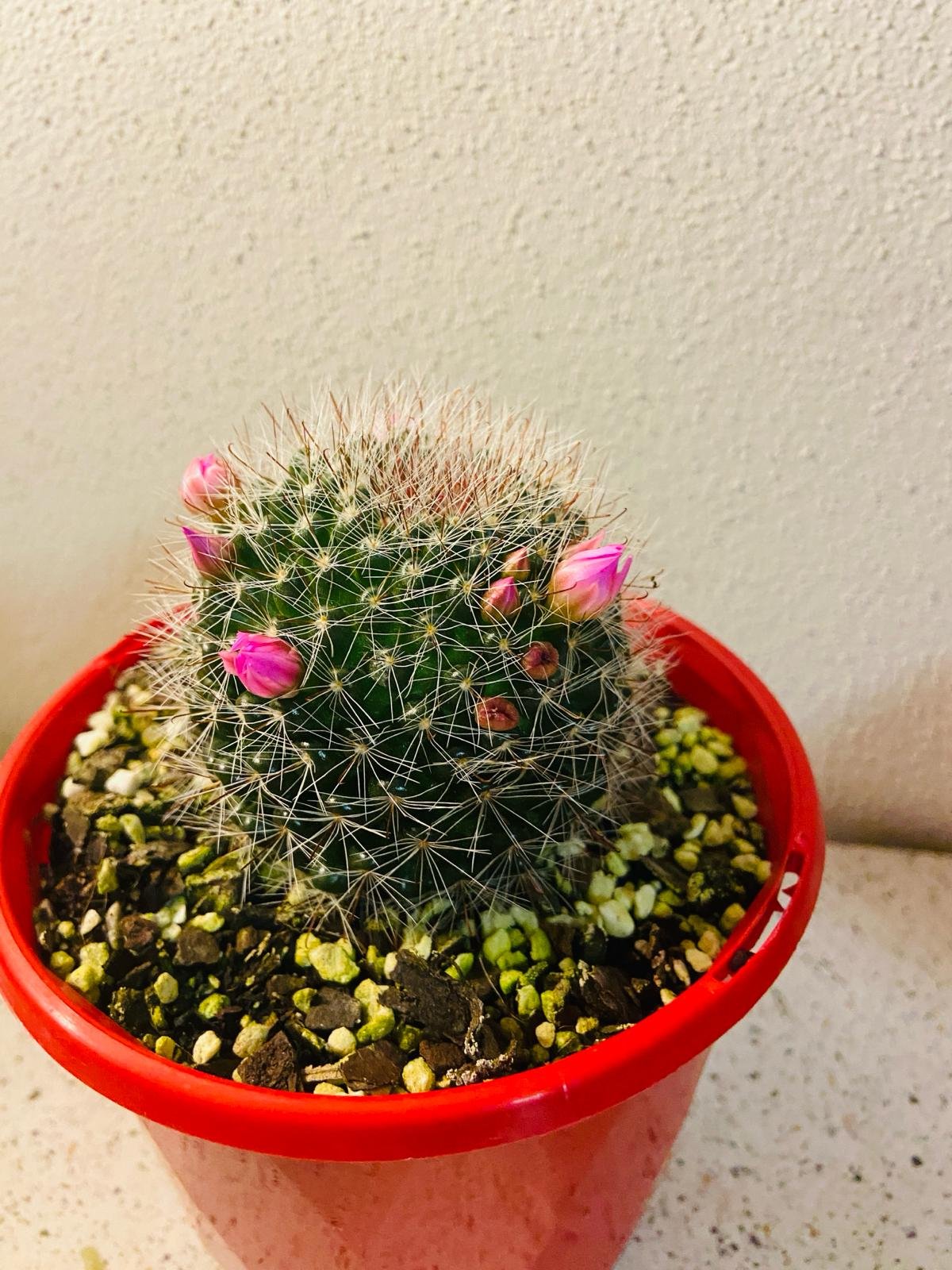 Cacti - Pincushion Cactus Mammillaria Zelimanniana #79