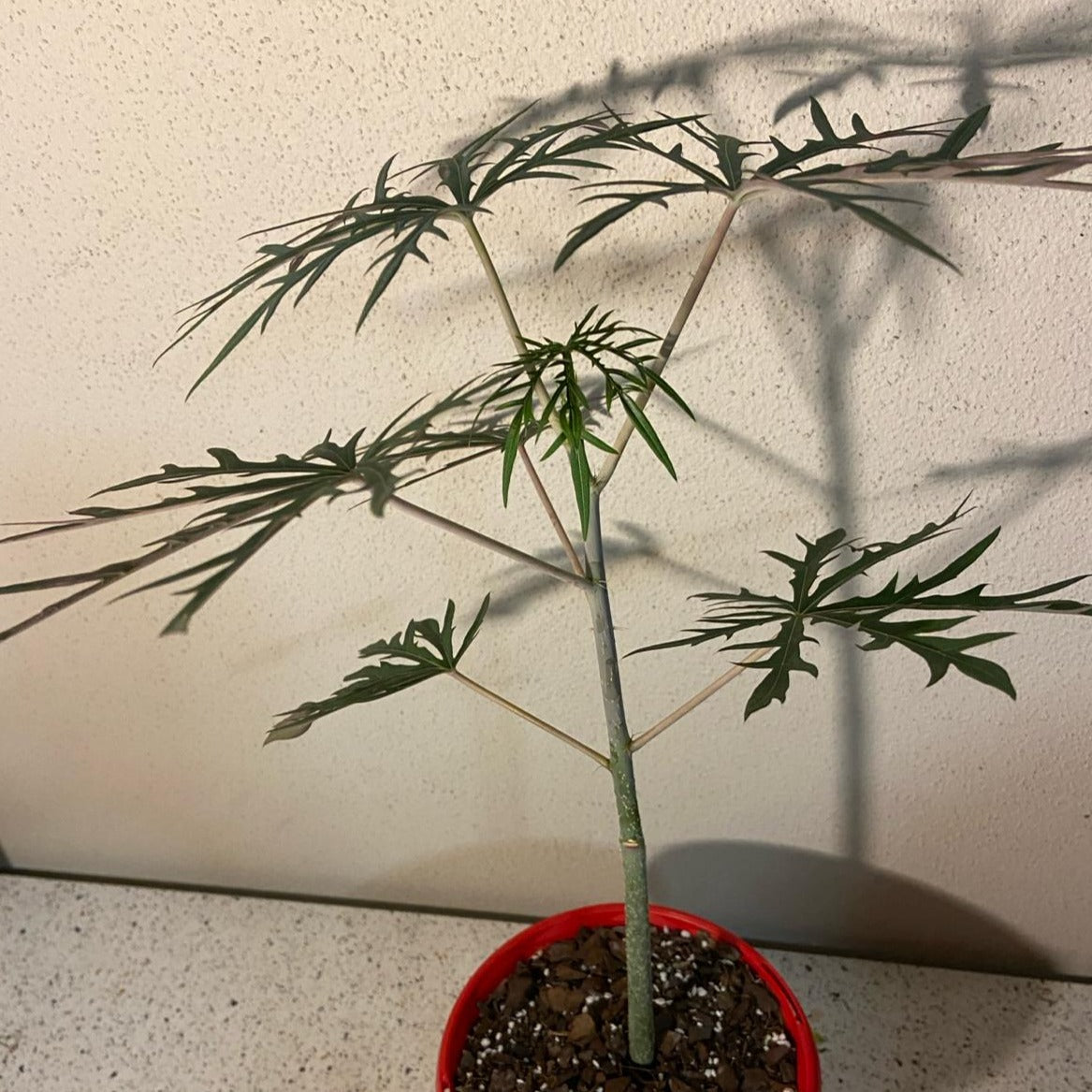 Jatropha Multifida 130mm