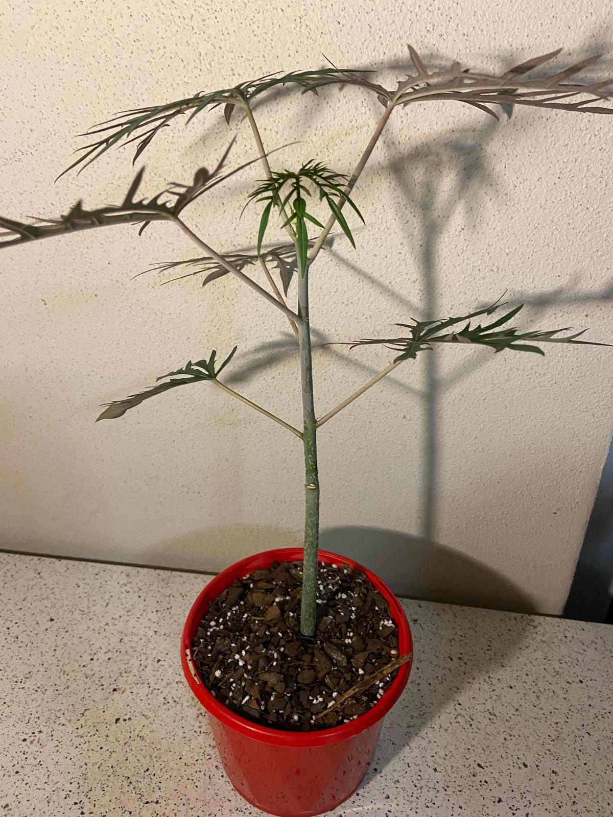 Jatropha Multifida 130mm