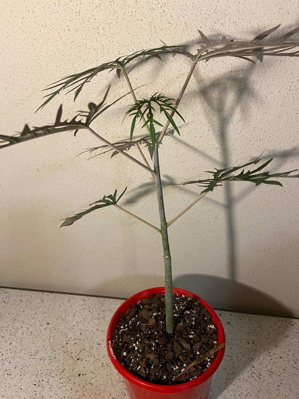 Jatropha Multifida 130mm