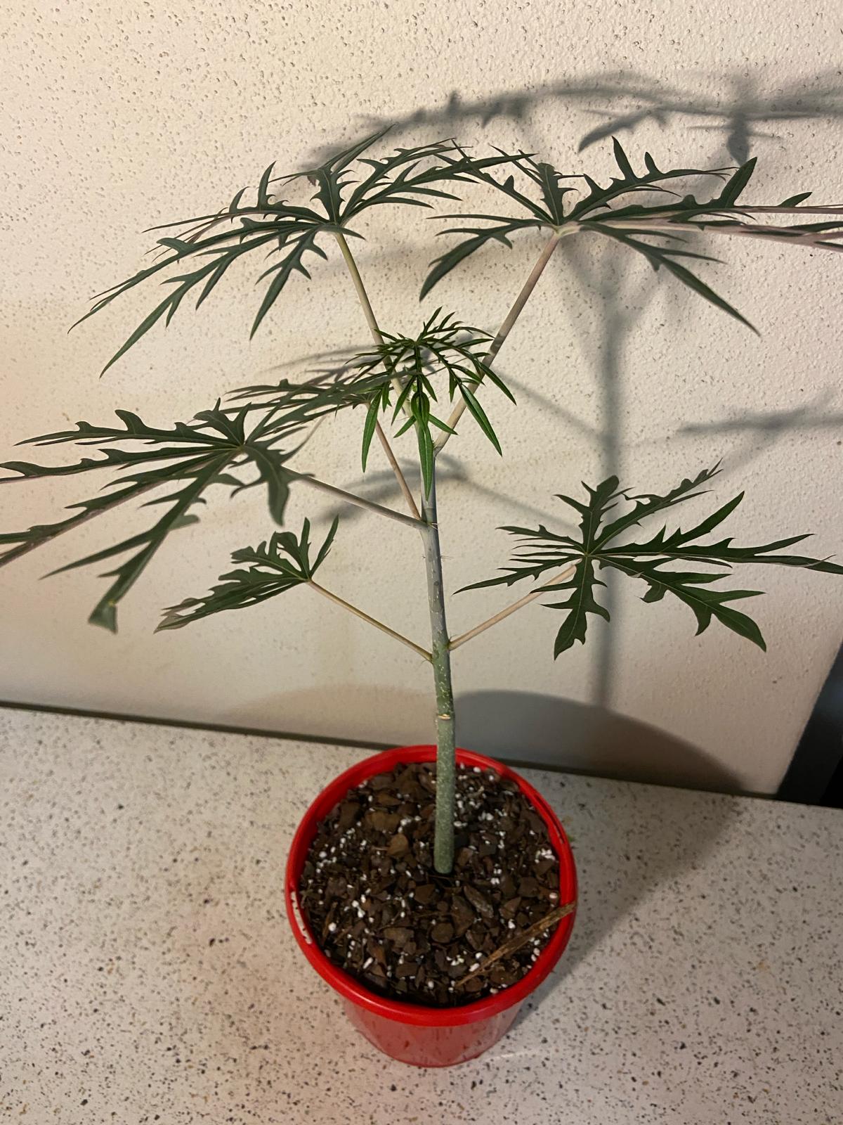 Jatropha Multifida 130mm