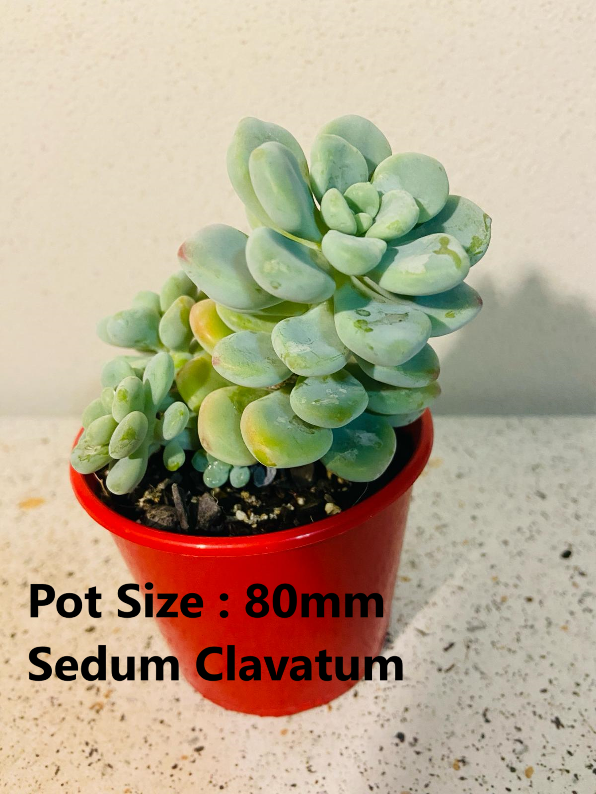 Sedum Buster Pack