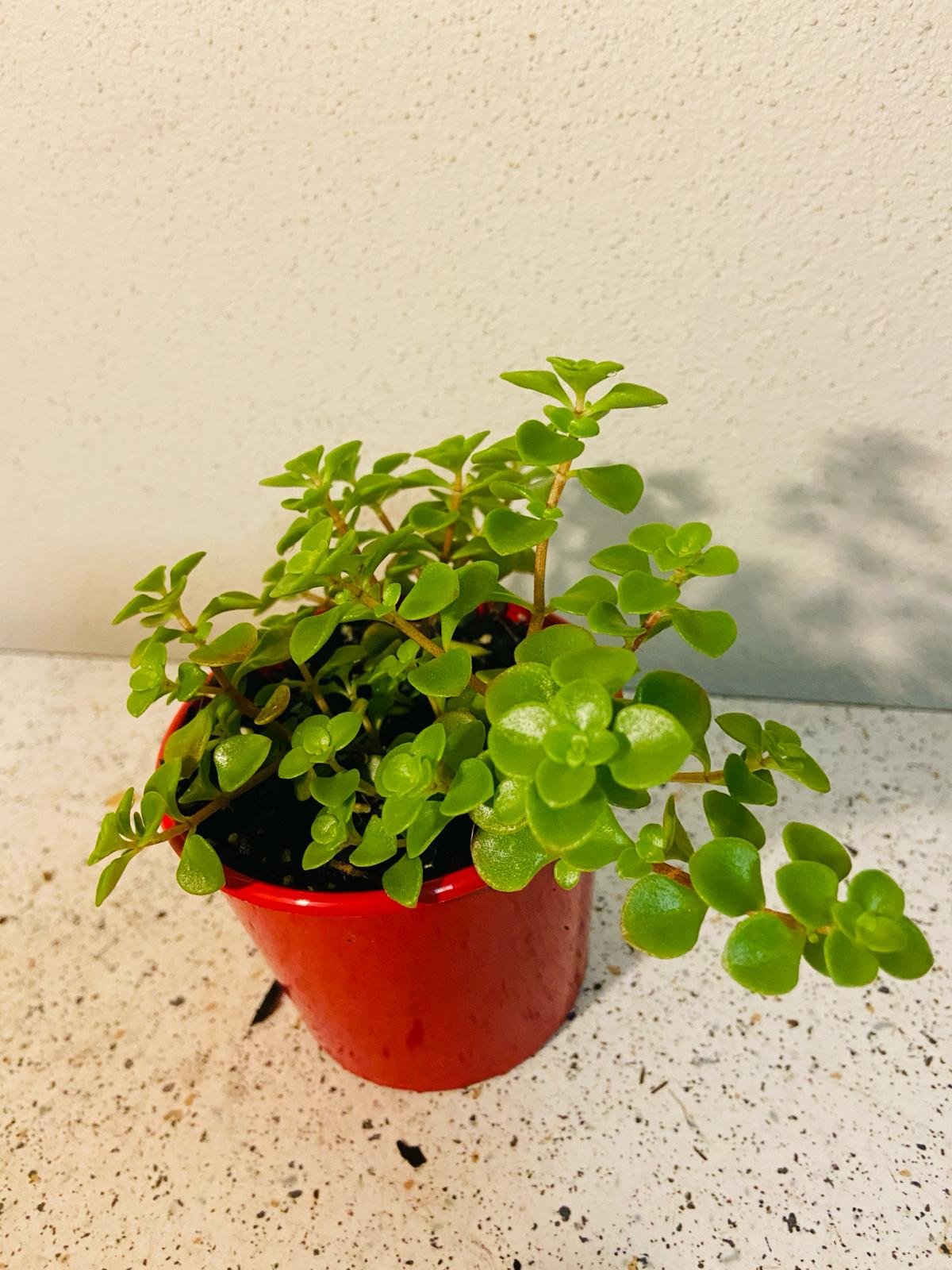 Sedum ‘Green Mound’ – Hardy Groundcover Succulent | Drought-Tolerant (Wholesale)