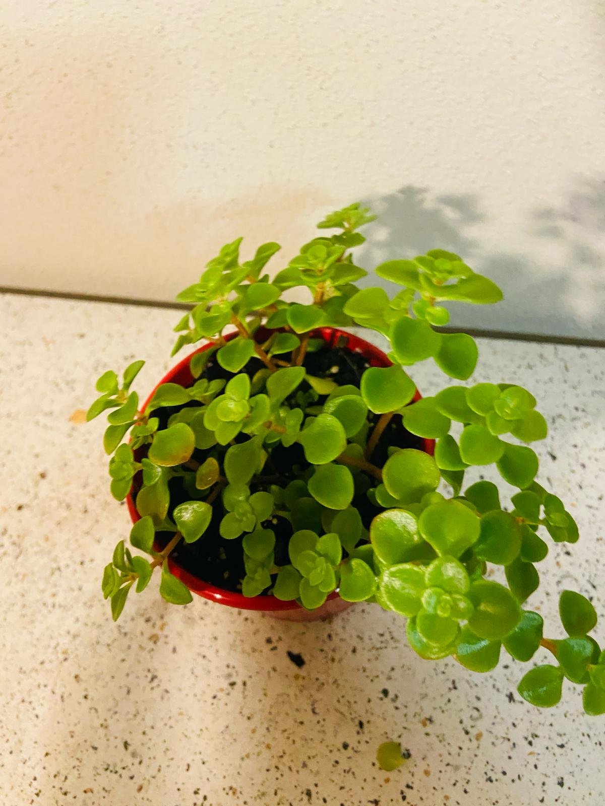 Sedum ‘Green Mound’ – Hardy Groundcover Succulent | Drought-Tolerant (Wholesale)