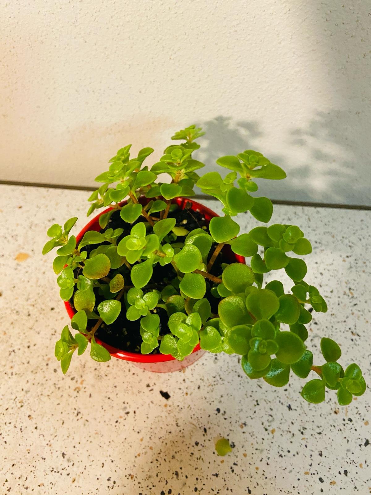 Sedum ‘Green Mound’ – Hardy Groundcover Succulent | Drought-Tolerant (Wholesale)