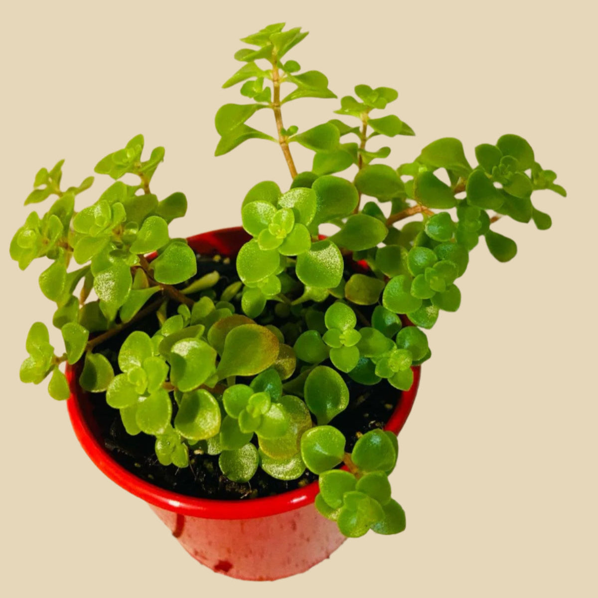 Sedum ‘Green Mound’ – Hardy Groundcover Succulent | Drought-Tolerant (Wholesale)