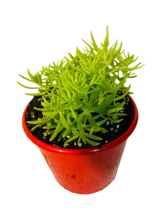 Sedum ‘Angelina Gold Mound’ – Groundcover Succulents Wholesale