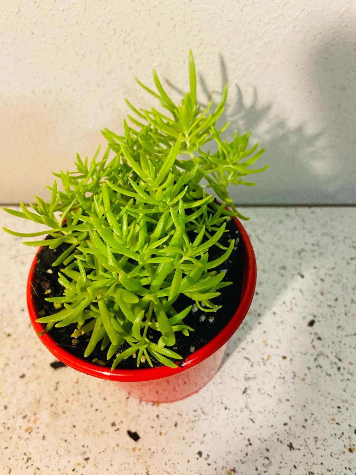 Sedum ‘Angelina Gold Mound’ – Groundcover Succulents Wholesale